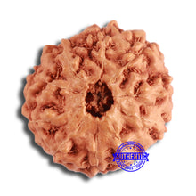 Load image into Gallery viewer, 10 Mukhi Rudraksha from Indonesia - Bead No. 100

