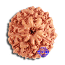 Load image into Gallery viewer, 10 Mukhi Rudraksha from Indonesia - Bead No. 100
