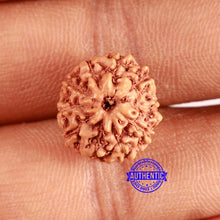 Load image into Gallery viewer, 10 Mukhi Rudraksha from Indonesia - Bead No. 100
