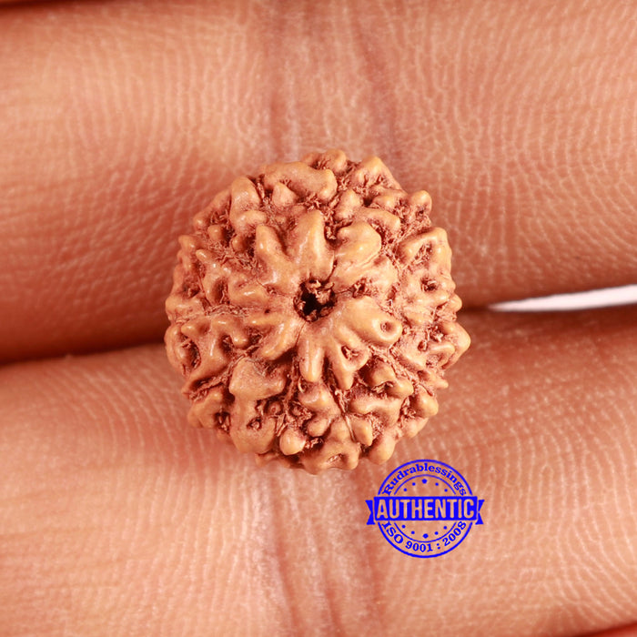 10 Mukhi Rudraksha from Indonesia - Bead No. 100