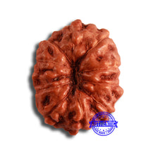 Load image into Gallery viewer, 10 Mukhi Rudraksha from Indonesia - Bead No. 108
