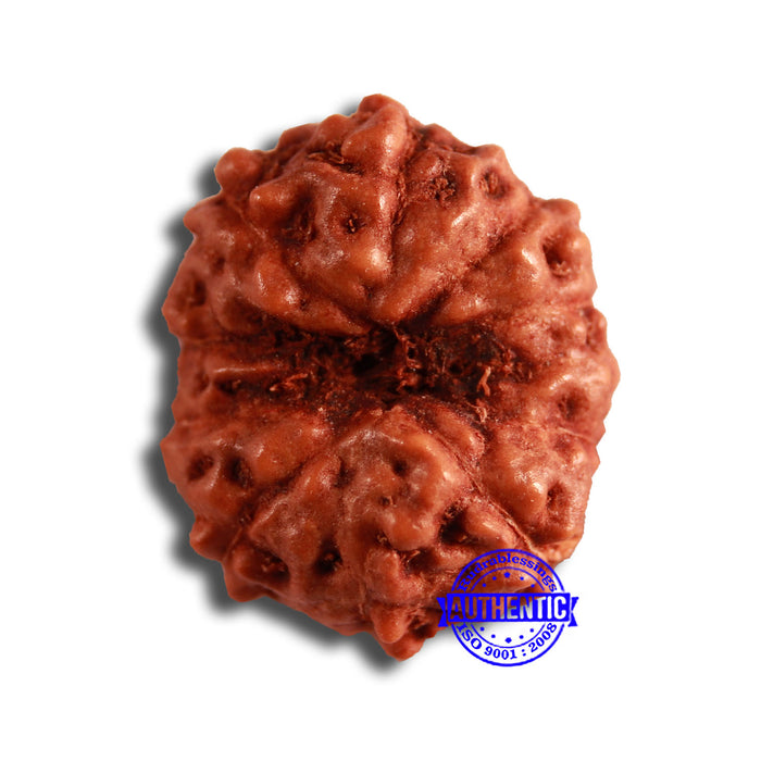 10 Mukhi Rudraksha from Indonesia - Bead No. 108