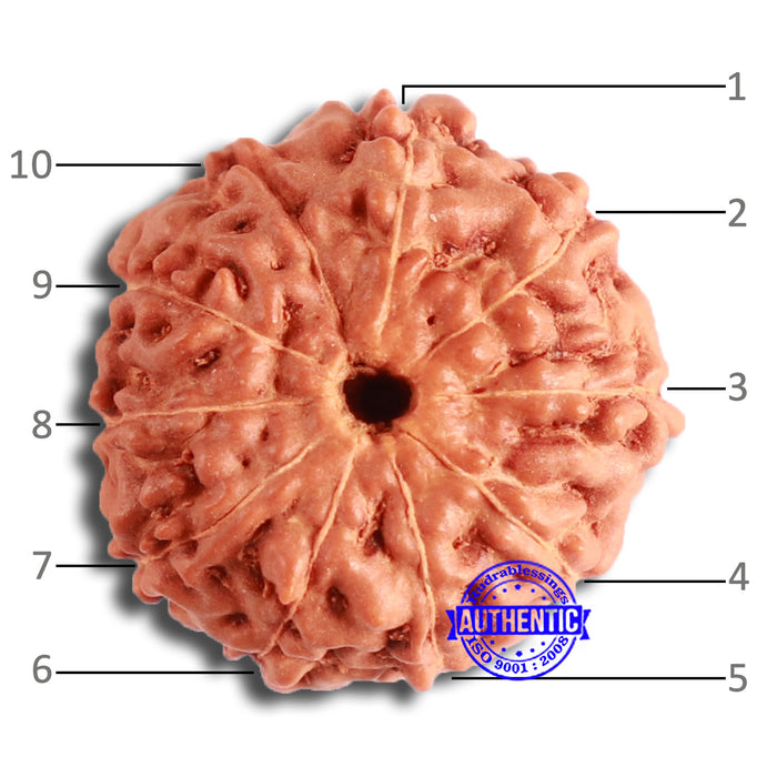 10 Mukhi Rudraksha from Indonesia - Bead No. 12