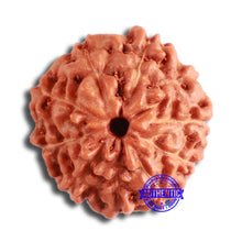 Load image into Gallery viewer, 10 Mukhi Rudraksha from Indonesia - Bead No. 12
