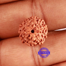 Load image into Gallery viewer, 10 Mukhi Rudraksha from Indonesia - Bead No. 12
