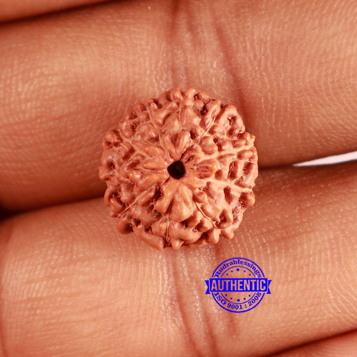 10 Mukhi Rudraksha from Indonesia - Bead No. 12