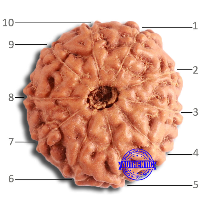 10 Mukhi Rudraksha from Indonesia - Bead No. 13
