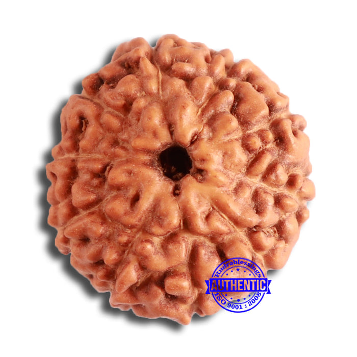 10 Mukhi Rudraksha from Indonesia - Bead No. 13