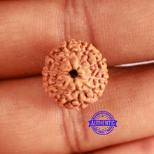 Load image into Gallery viewer, 10 Mukhi Rudraksha from Indonesia - Bead No. 13
