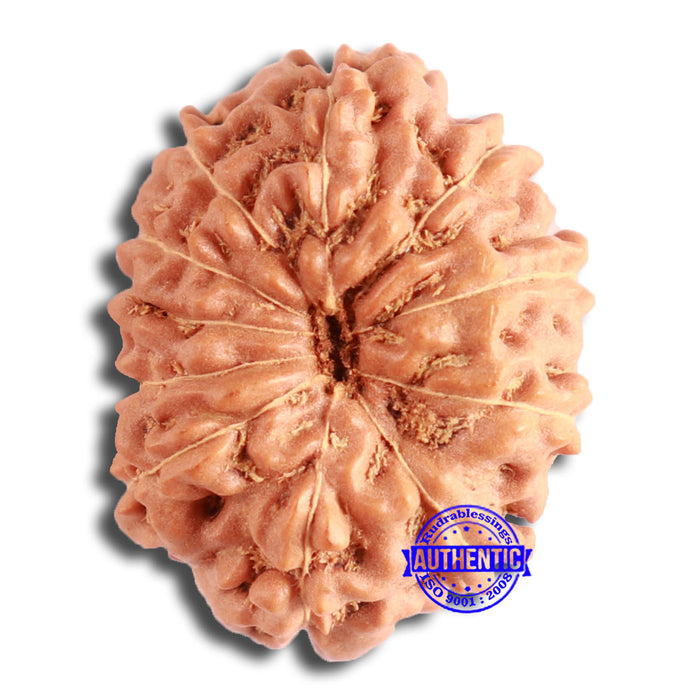 10 Mukhi Rudraksha from Indonesia - Bead No. 160