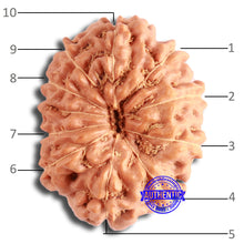 Load image into Gallery viewer, 10 Mukhi Rudraksha from Indonesia - Bead No. 160
