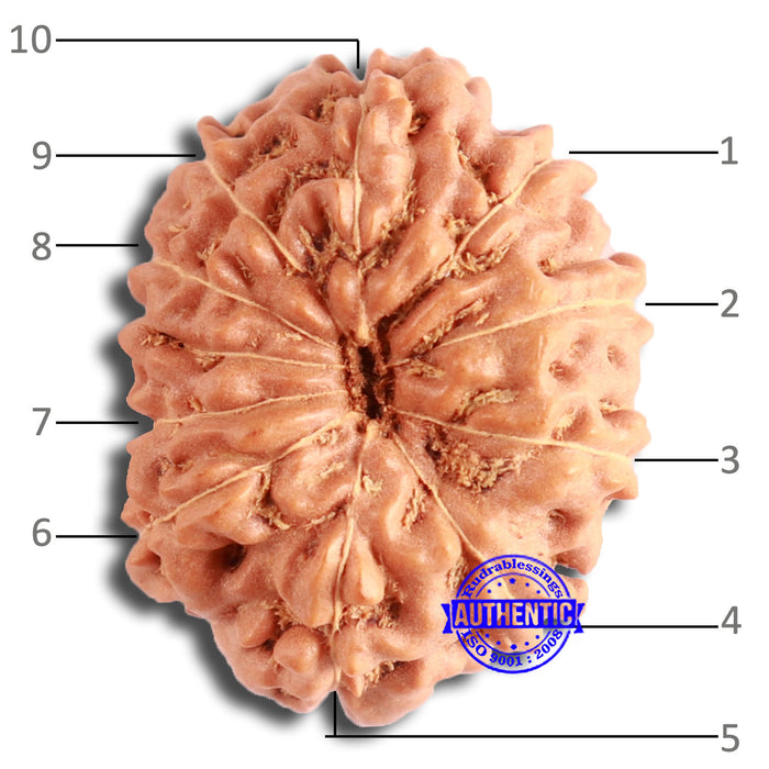 10 Mukhi Rudraksha from Indonesia - Bead No. 160