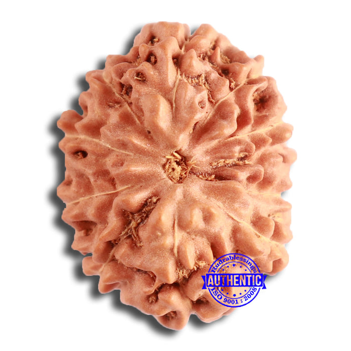 10 Mukhi Rudraksha from Indonesia - Bead No. 160
