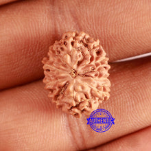Load image into Gallery viewer, 10 Mukhi Rudraksha from Indonesia - Bead No. 160
