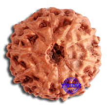 Load image into Gallery viewer, 10 Mukhi Rudraksha from Indonesia - Bead No. 195
