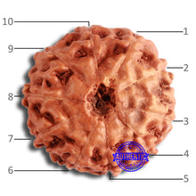 Load image into Gallery viewer, 10 Mukhi Rudraksha from Indonesia - Bead No. 195

