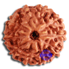 Load image into Gallery viewer, 10 Mukhi Rudraksha from Indonesia - Bead No. 195
