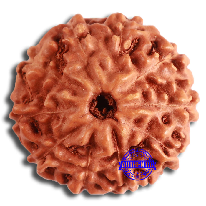 10 Mukhi Rudraksha from Indonesia - Bead No. 195