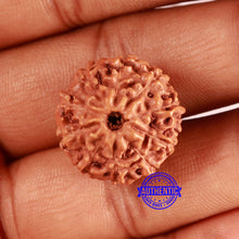 Load image into Gallery viewer, 10 Mukhi Rudraksha from Indonesia - Bead No. 195
