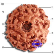 Load image into Gallery viewer, 10 Mukhi Rudraksha from Indonesia - Bead No. 196
