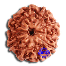 Load image into Gallery viewer, 10 Mukhi Rudraksha from Indonesia - Bead No. 196

