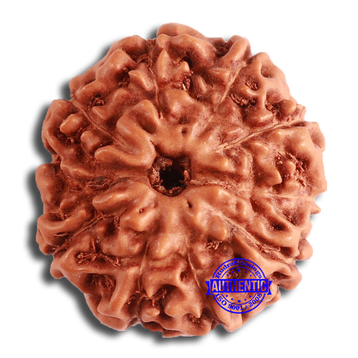 10 Mukhi Rudraksha from Indonesia - Bead No. 196