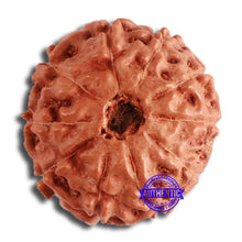 Load image into Gallery viewer, 10 Mukhi Rudraksha from Indonesia - Bead No. 197
