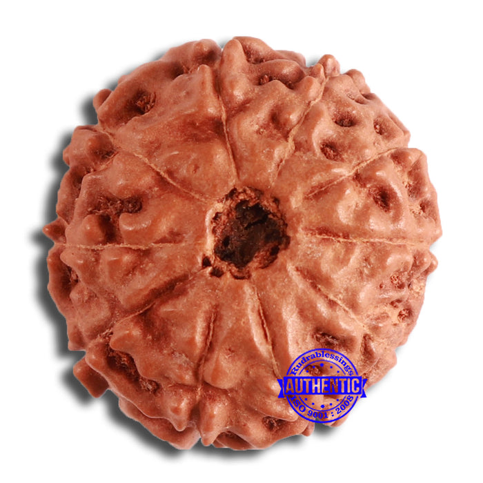 10 Mukhi Rudraksha from Indonesia - Bead No. 197