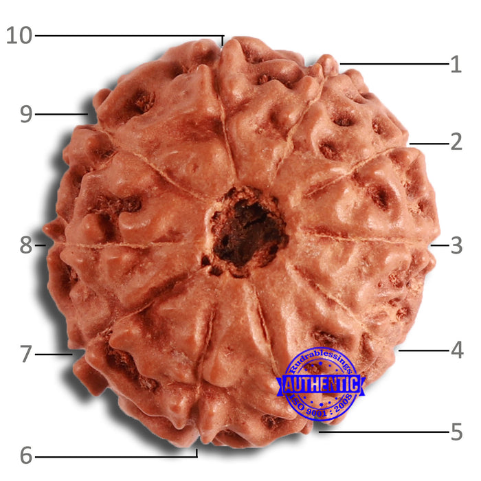 10 Mukhi Rudraksha from Indonesia - Bead No. 197