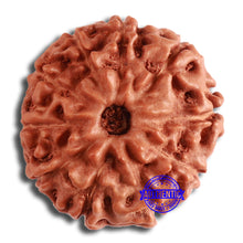 Load image into Gallery viewer, 10 Mukhi Rudraksha from Indonesia - Bead No. 197
