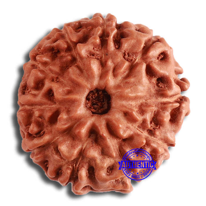 10 Mukhi Rudraksha from Indonesia - Bead No. 197