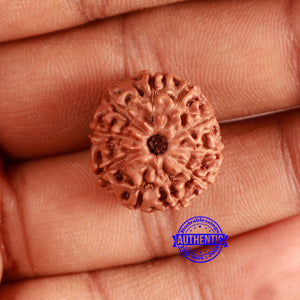 10 Mukhi Rudraksha from Indonesia - Bead No. 197