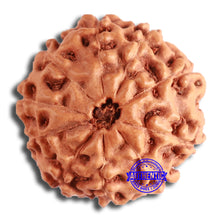 Load image into Gallery viewer, 10 Mukhi Rudraksha from Indonesia - Bead No. 198
