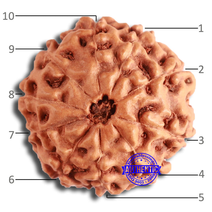 10 Mukhi Rudraksha from Indonesia - Bead No. 198