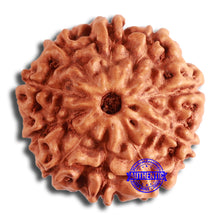 Load image into Gallery viewer, 10 Mukhi Rudraksha from Indonesia - Bead No. 198
