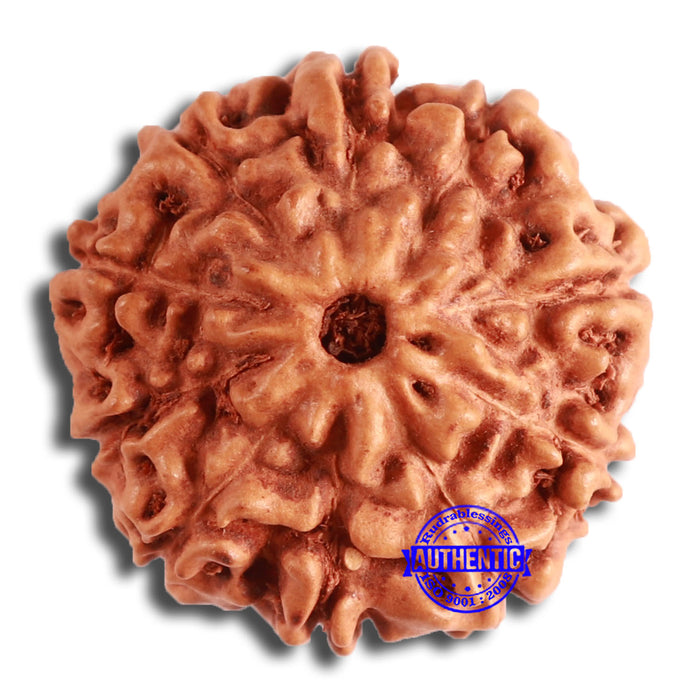 10 Mukhi Rudraksha from Indonesia - Bead No. 198