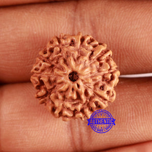 10 Mukhi Rudraksha from Indonesia - Bead No. 198