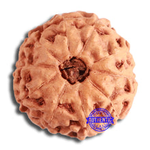 Load image into Gallery viewer, 10 Mukhi Rudraksha from Indonesia - Bead No. 200

