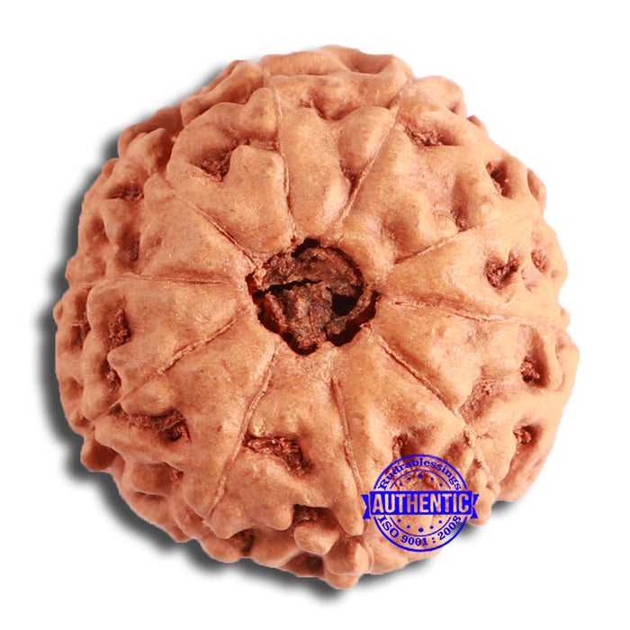 10 Mukhi Rudraksha from Indonesia - Bead No. 200