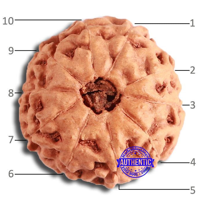 10 Mukhi Rudraksha from Indonesia - Bead No. 200