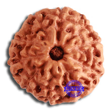Load image into Gallery viewer, 10 Mukhi Rudraksha from Indonesia - Bead No. 200
