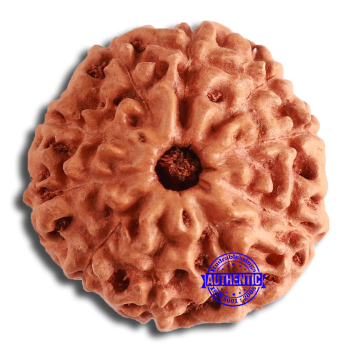 10 Mukhi Rudraksha from Indonesia - Bead No. 200