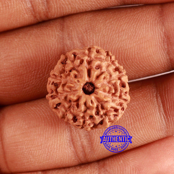 10 Mukhi Rudraksha from Indonesia - Bead No. 200