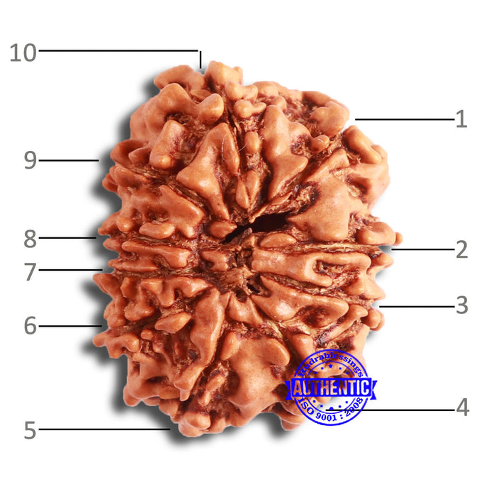 10 Mukhi Nepalese Rudraksha - Bead No 351
