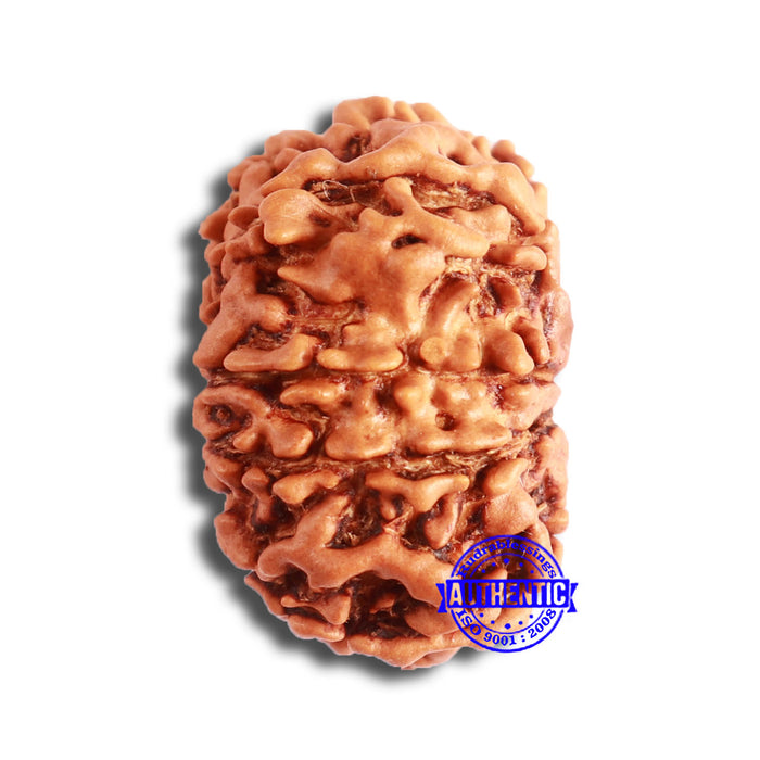 10 Mukhi Nepalese Rudraksha - Bead No 351