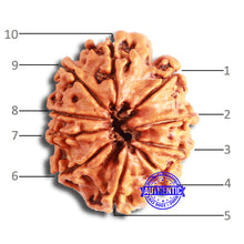 Load image into Gallery viewer, 10 Mukhi Nepalese Rudraksha - Bead No. 352
