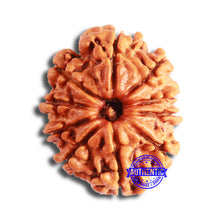 Load image into Gallery viewer, 10 Mukhi Nepalese Rudraksha - Bead No. 352
