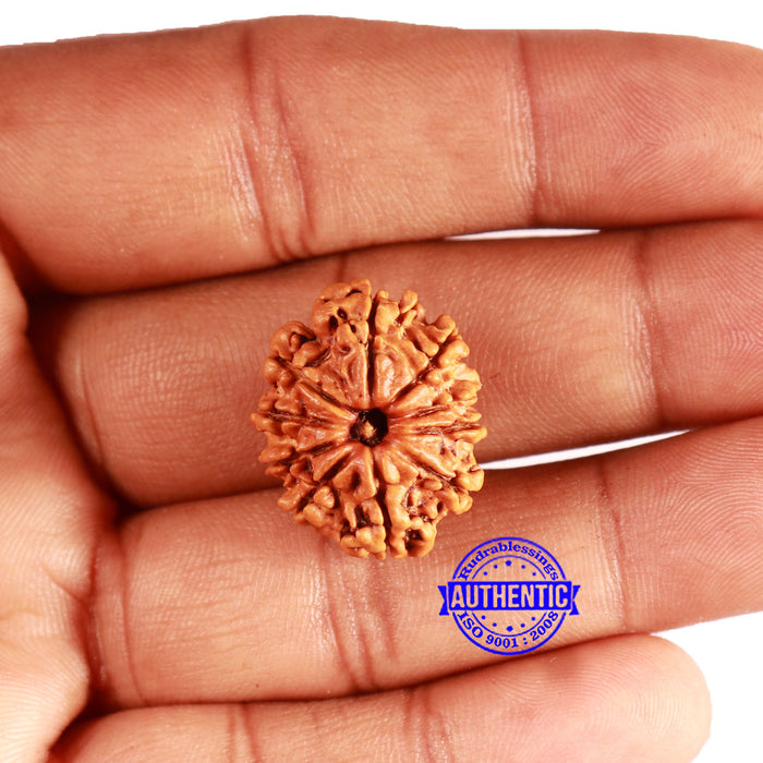 10 Mukhi Nepalese Rudraksha - Bead No. 352
