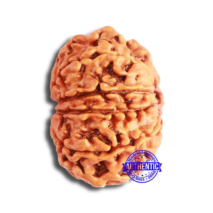 10 Mukhi Nepalese Rudraksha - Bead No. 352