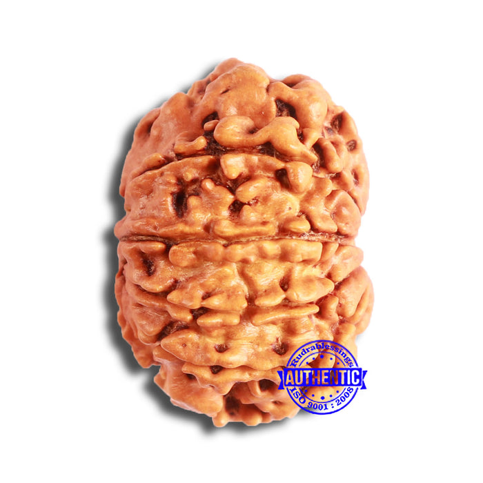 10 Mukhi Nepalese Rudraksha - Bead No. 352